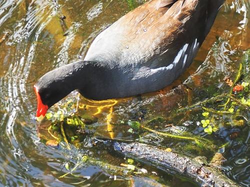 Common moorhen