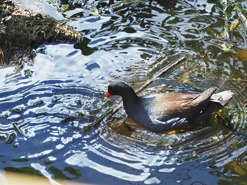 Common moorhen #2