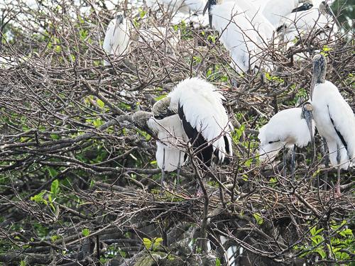 Wood storks #2