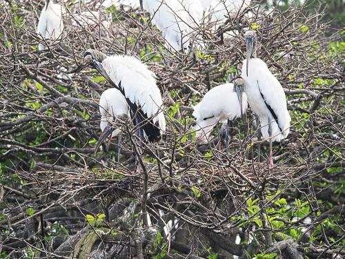 Wood storks #3