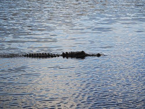 Alligator #2