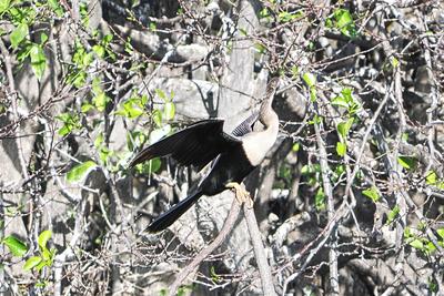 Anhinga