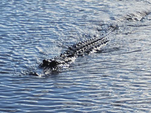Alligator #3