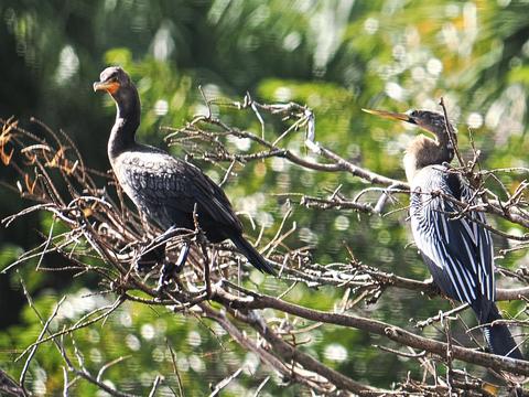 Anhingas