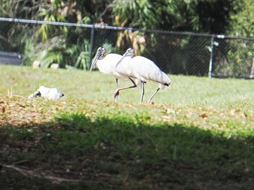 Wood storks #4