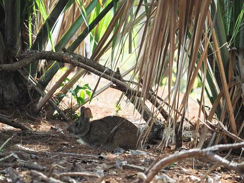 Marsh rabbit
