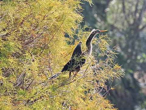 Anhinga #2