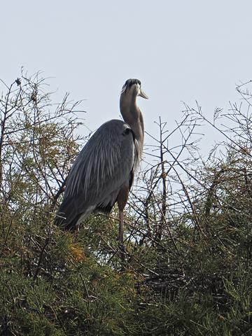 Great blue heron #3