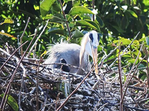 Great blue heron #5