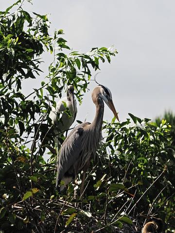 Great blue heron #6