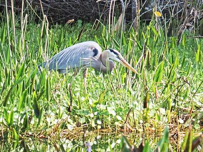 Great blue heron #7