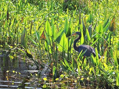 Anhinga #3