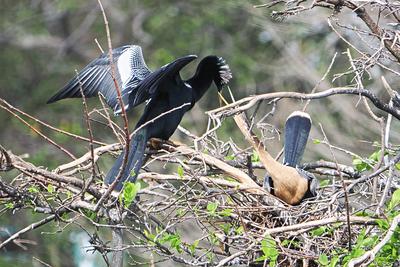 Anhingas #2