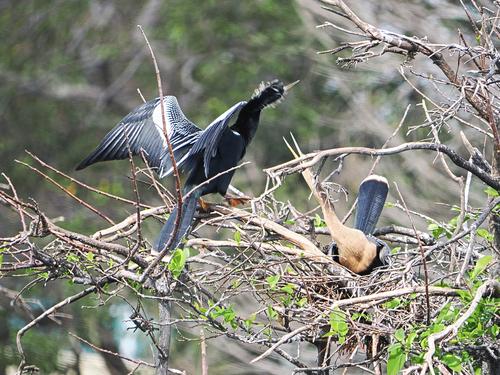 Anhingas #3