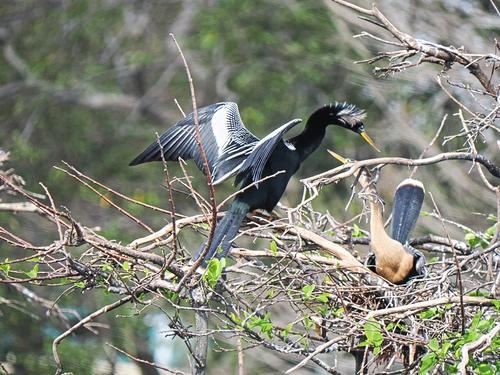 Anhingas #4