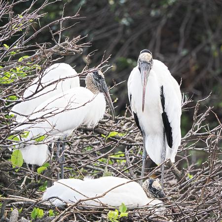 Wood storks #6