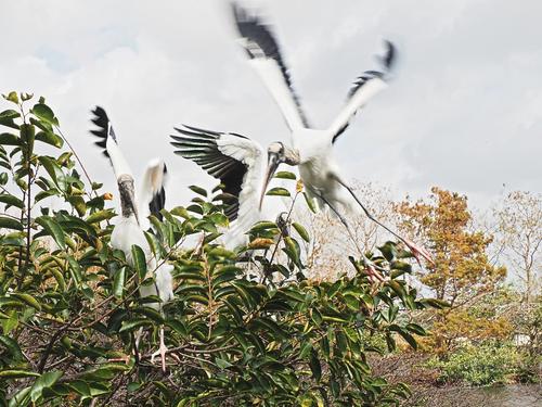 Wood storks #7