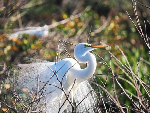 Snowy egret #7