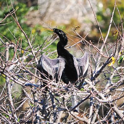 Anhinga #8