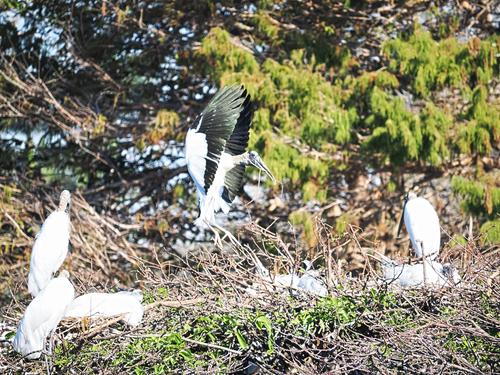 Wood storks #8
