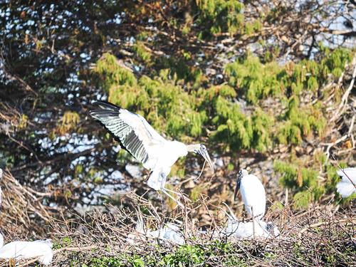 Wood storks #9