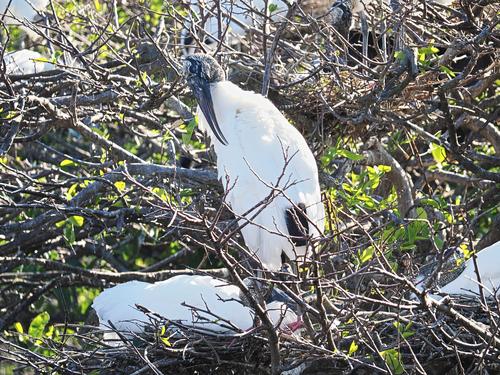 Wood storks #10