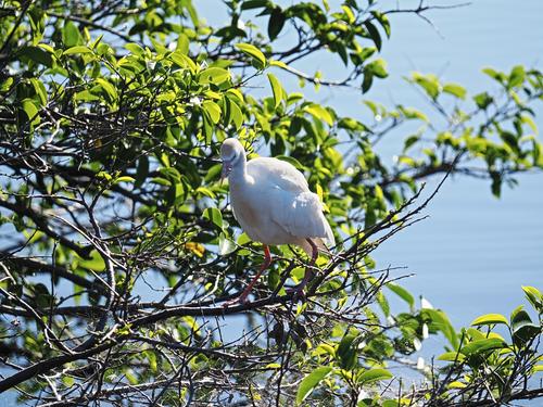 American white ibis