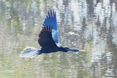 Anhinga in flight