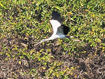 Anhinga in flight #2