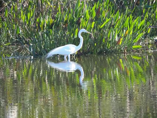 Snowy egret #9