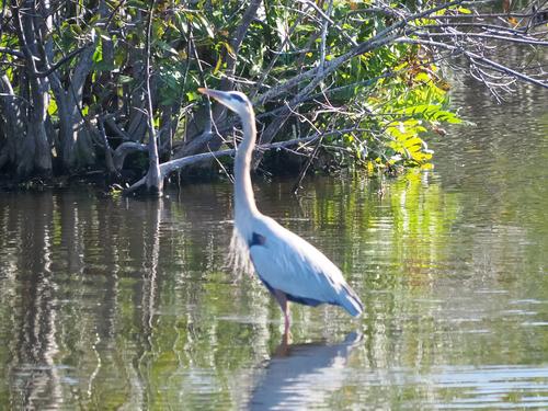 Great blue heron #10