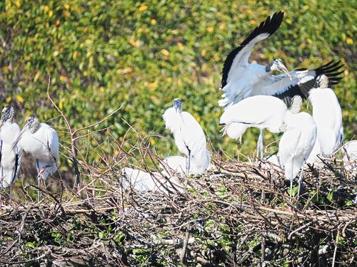 Wood storks #11