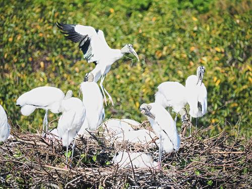 Wood storks #12