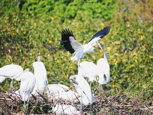 Wood storks #13