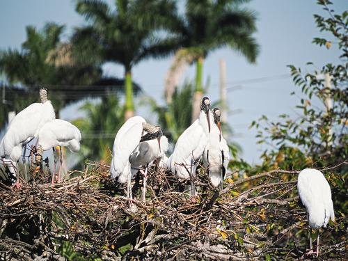 Wood storks #16