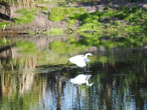 Egret in flight