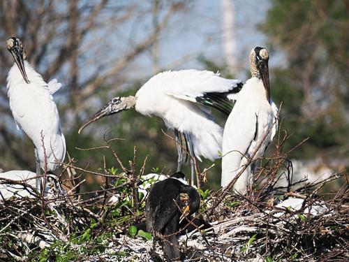 Wood storks #17