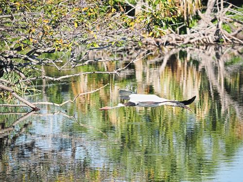 Wood stork in flight #6