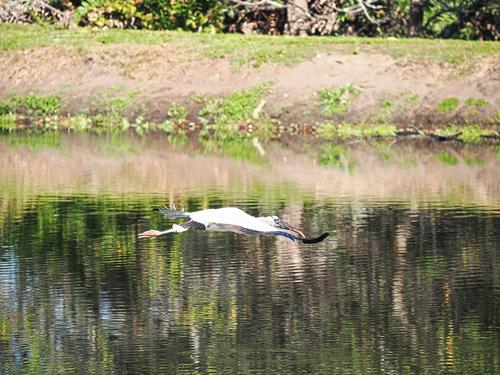 Wood stork in flight #7