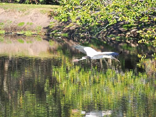 Wood stork in flight #8
