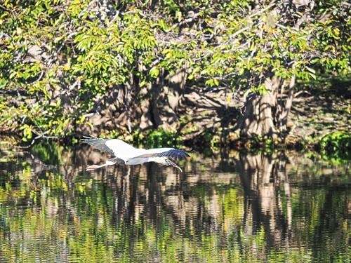Wood stork in flight #9