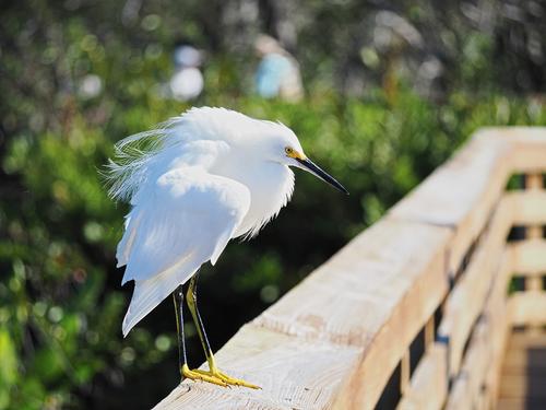 Snowy egret #11