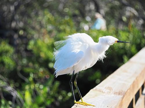Snowy egret #12
