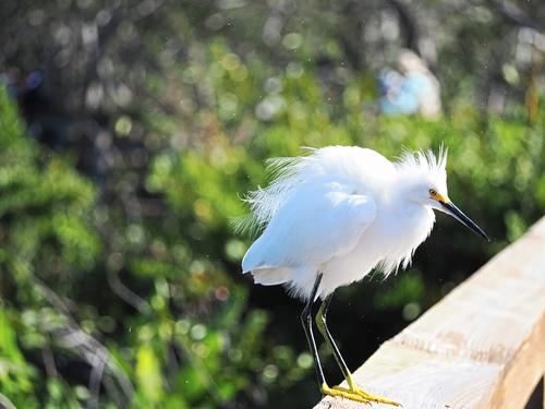 Snowy egret #13