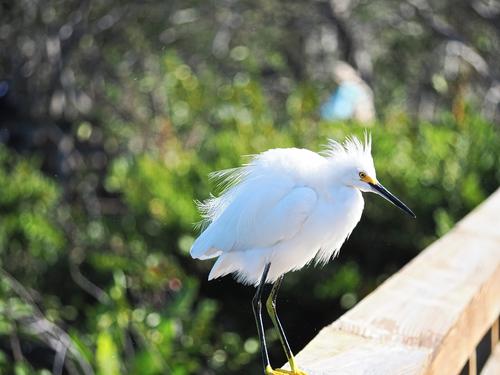 Snowy egret #14