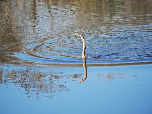 Anhinga (snakebird) going fishing