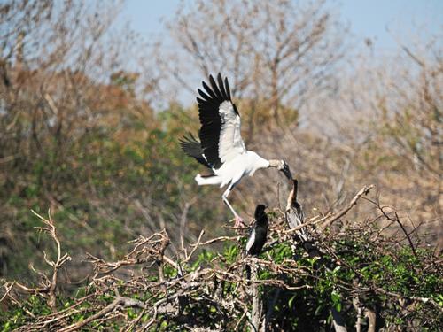 Wood stork #9