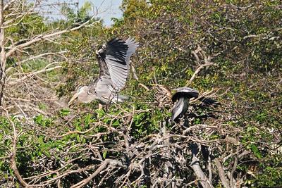 Great blue heron #11