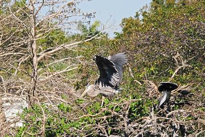 Great blue heron #12