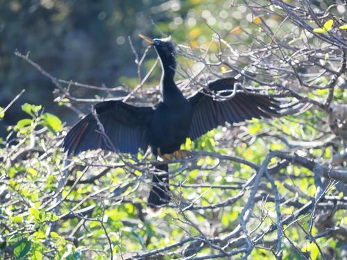 Anhinga #11